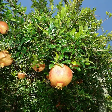 Semesterbostad House Dida Mate - Cozy House In Nature With Heated Pool Tučepi